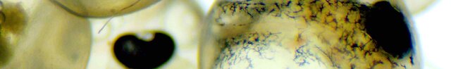 Fischembryonen