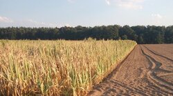 Stakeholder-Analyse in internationalen Prozessen zum Agrarklimaschutz